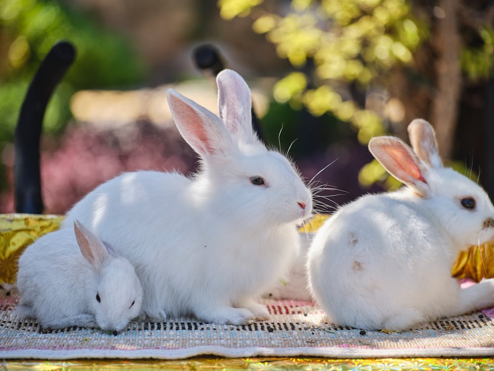 sterilisation des lapins