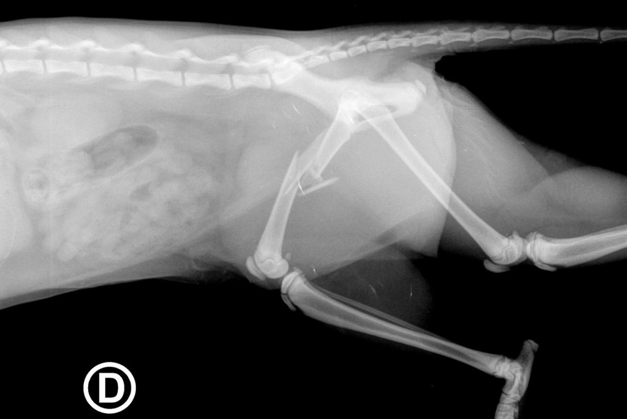 fracture fémur chat