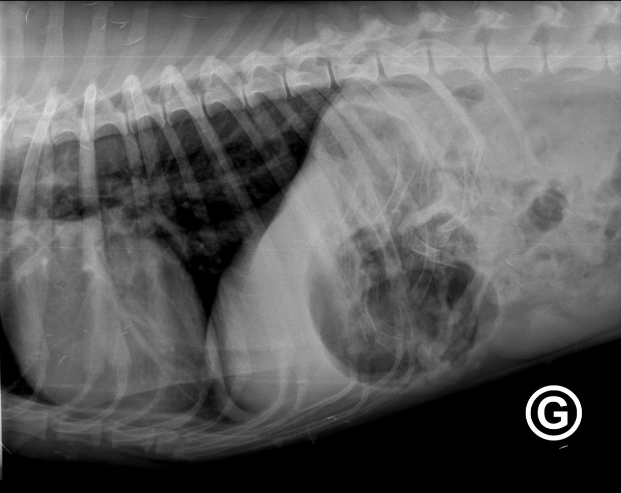 Radiographie - Cabinet vétérinaire | Vetmint