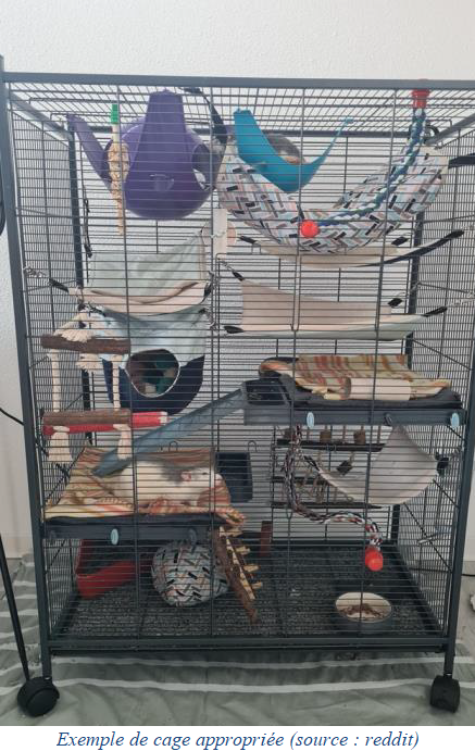 Cage rat